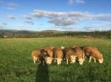 The owners Texels mowing the grass in the mountains above Drainbyrion Farm Holiday Accommodation.
